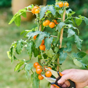 BLACK+DECKER Flower Snips 15cm – Precision Garden Scissors